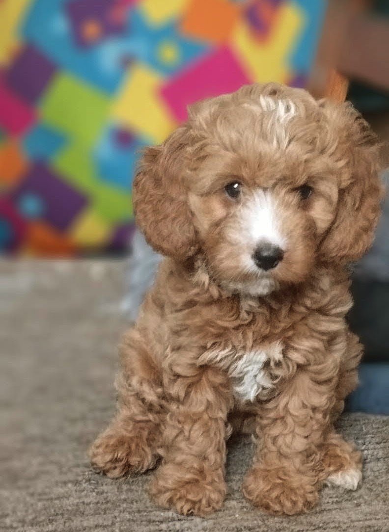 Asta, a female Cavapoo F1 puppy